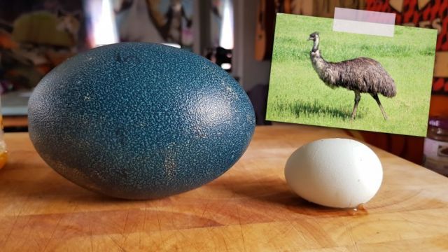 7 Telur Hewan Yang Bisa Dikonsumsi Selain Ayam